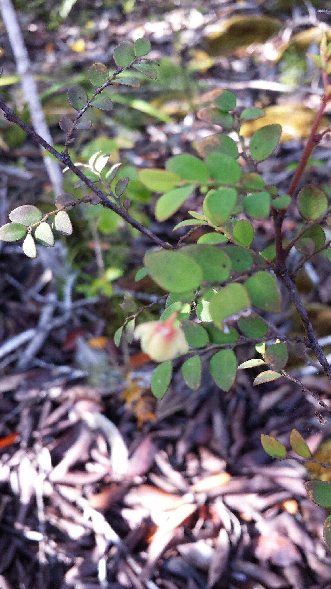 Phyllanthus madagascariensis leaf