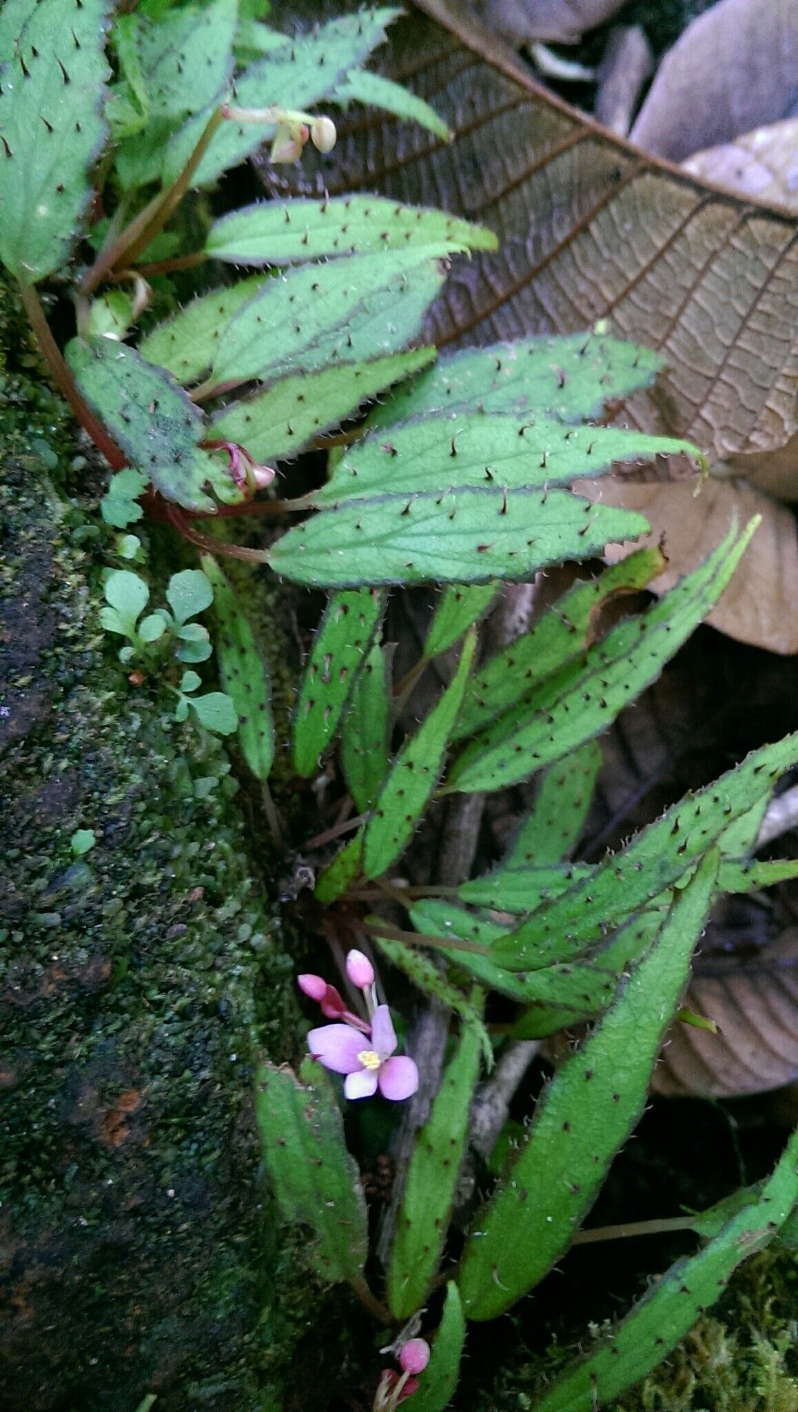 Begonia ambodiforahensis flower