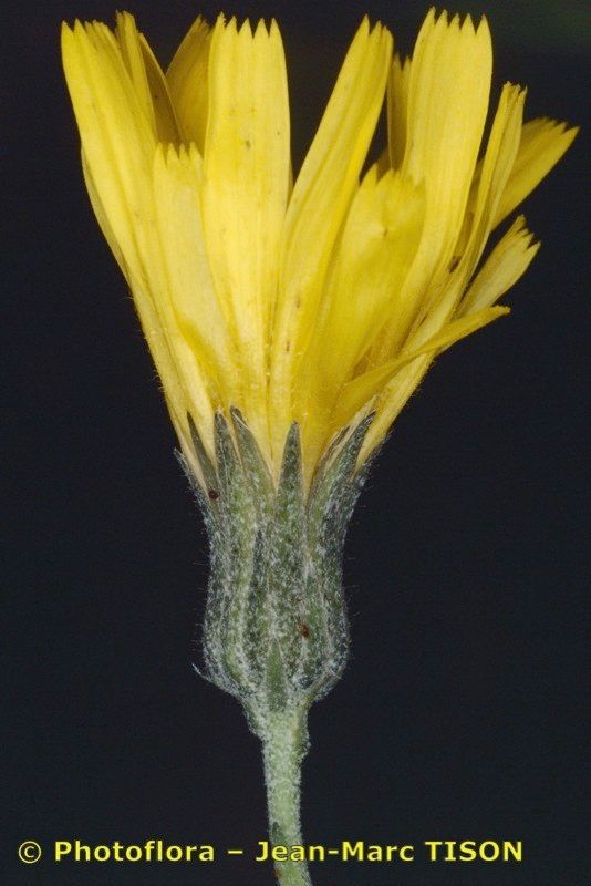 Hieracium lychnitis — houseplant care guide