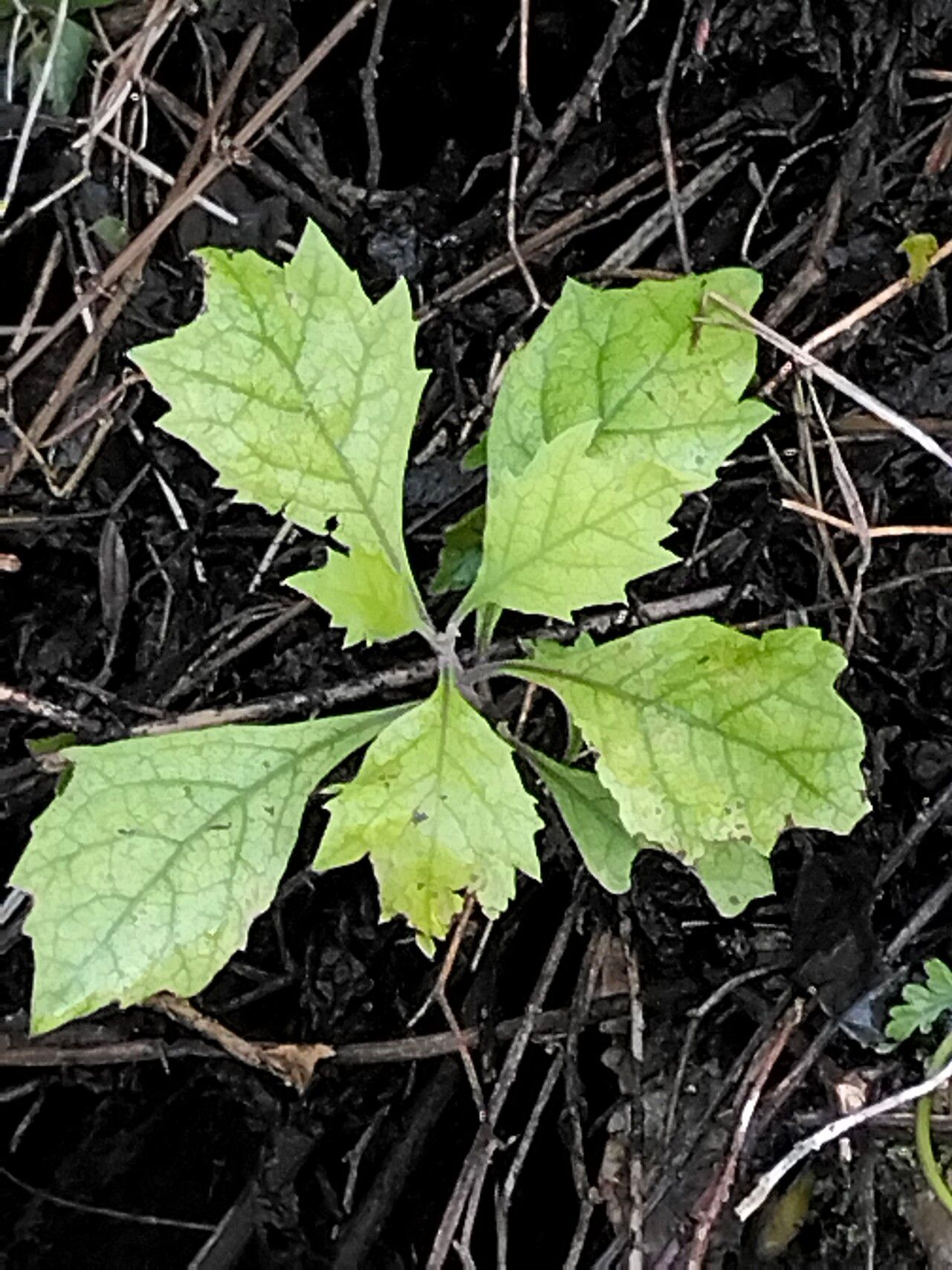 Gymnanthemum capense — houseplant care guide