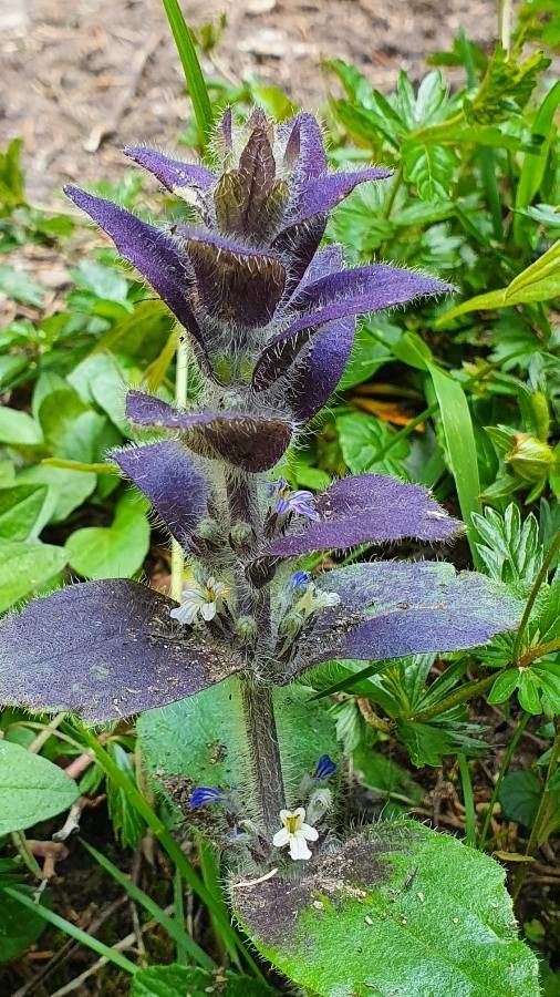 Ajuga pyramidalis leaf