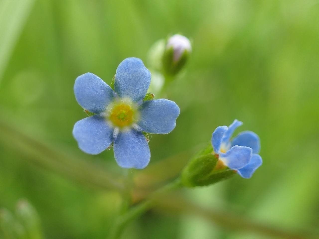 Myosotis laxa flower