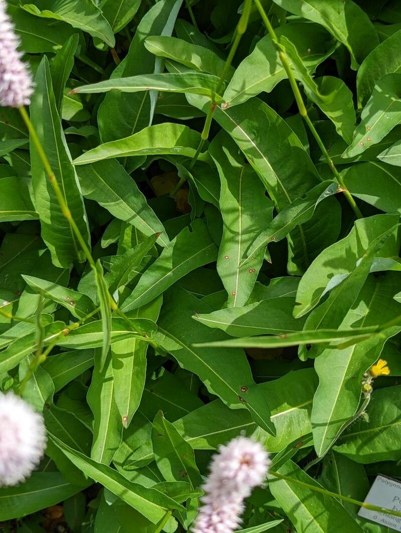 Persicaria bistorta