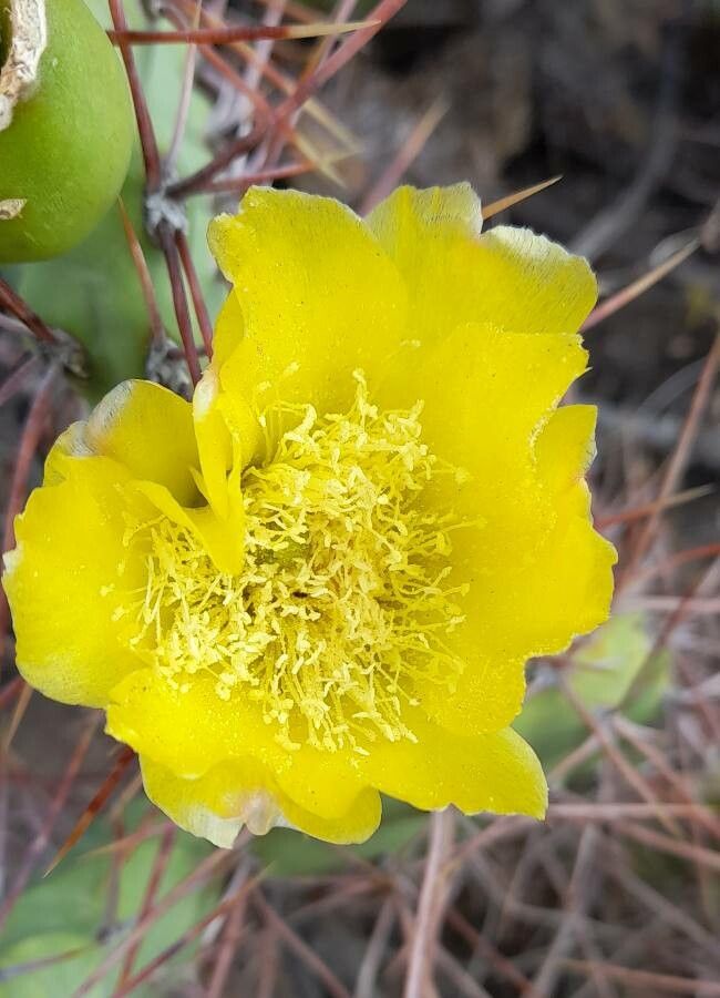 Opuntia sulphurea flower