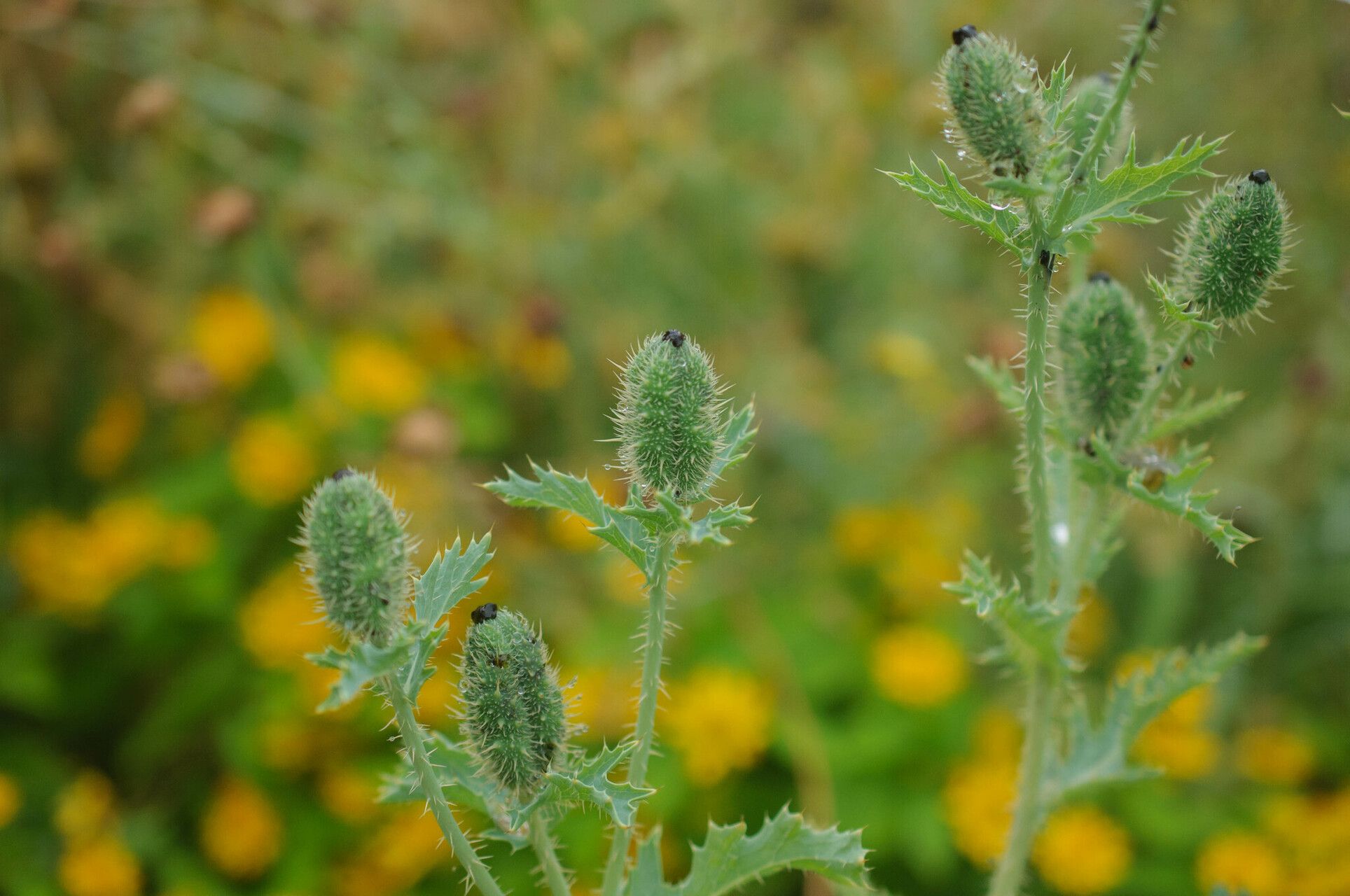 Argemone grandiflora fruit