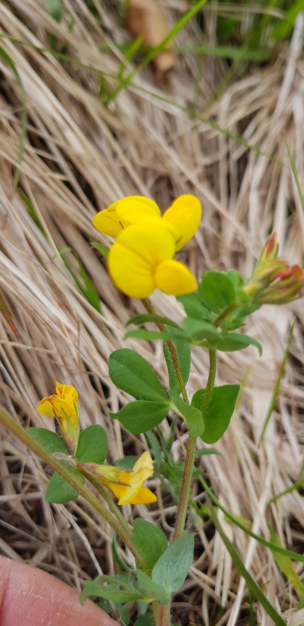Lotus ornithopodioides — search result for 'Lotus'
