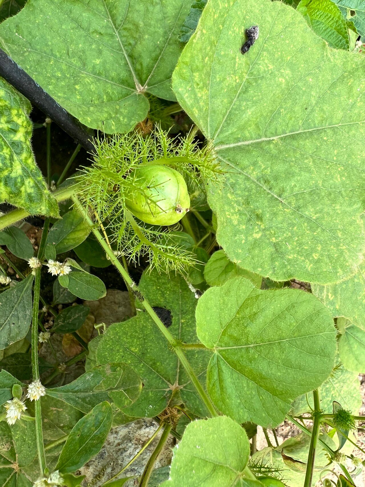 Passiflora ciliata fruit