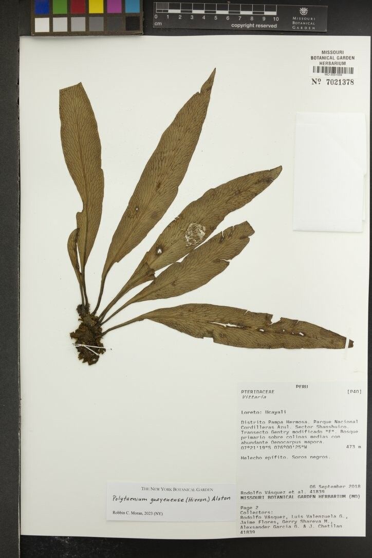 Polytaenium guayanense other