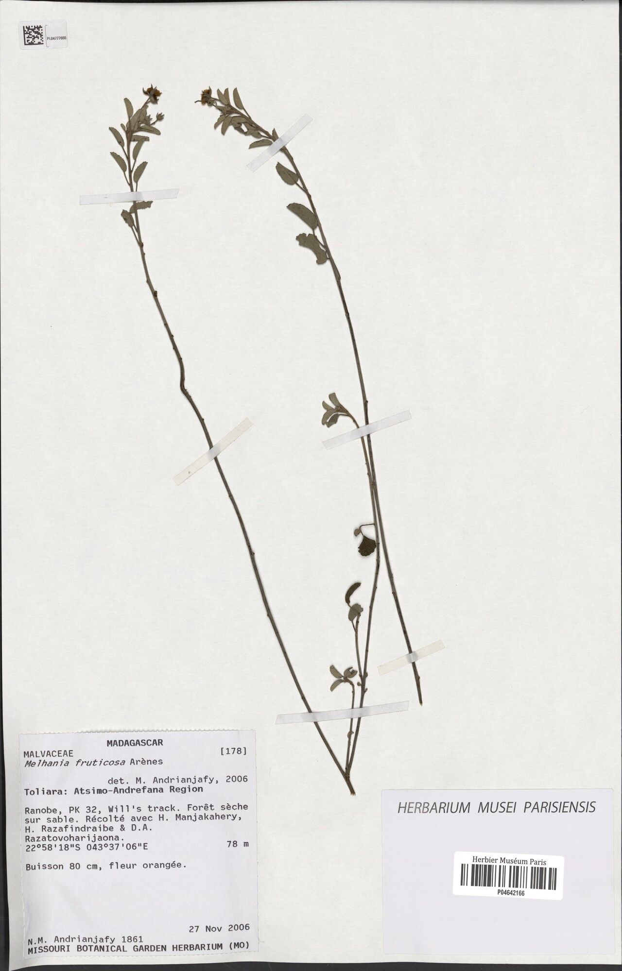 Melhania fruticosa — houseplant care guide