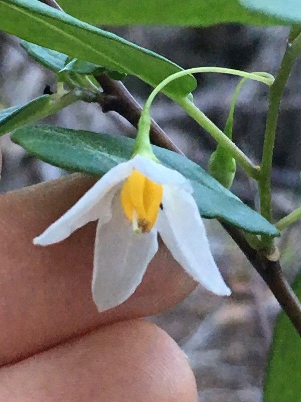 Solanum insulae-pinorum flower