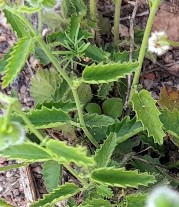 Tragia melochioides — houseplant care guide