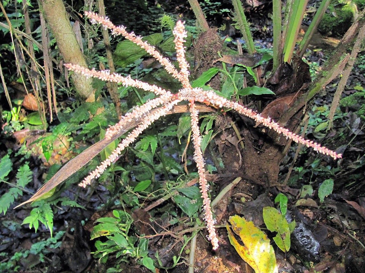 Prestoea longepetiolata bark