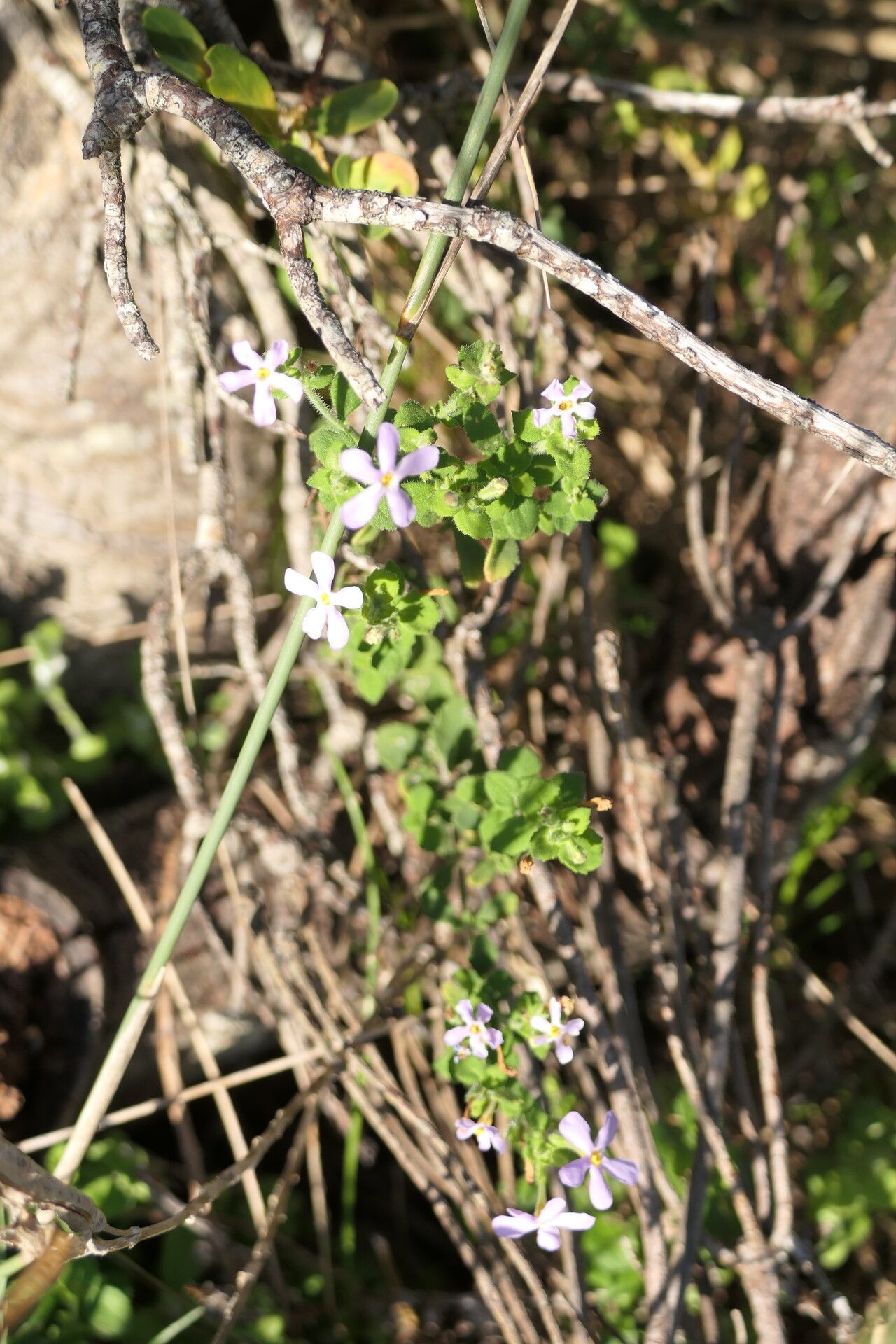 Chaenostoma hispidum habit