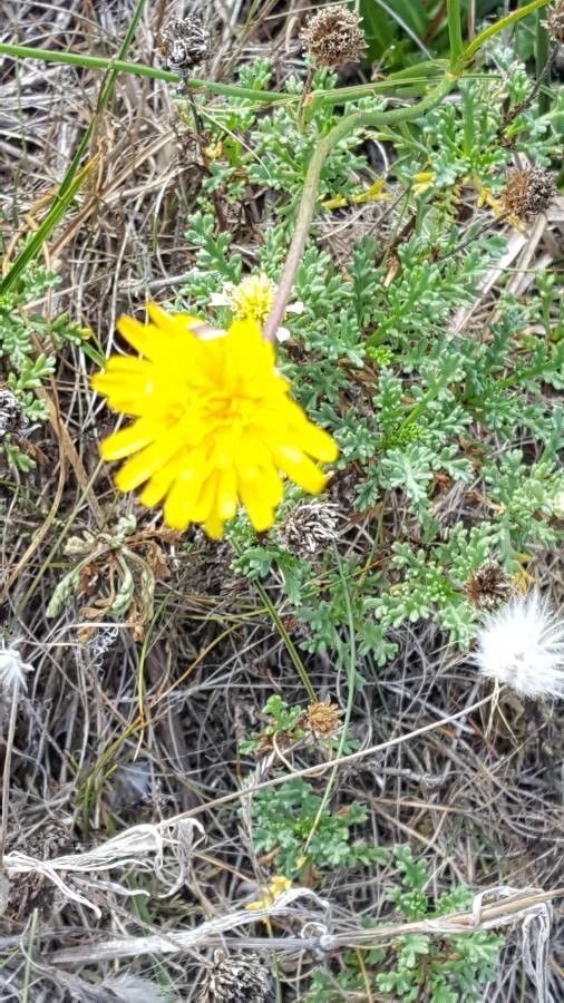 Hyoseris taurina flower