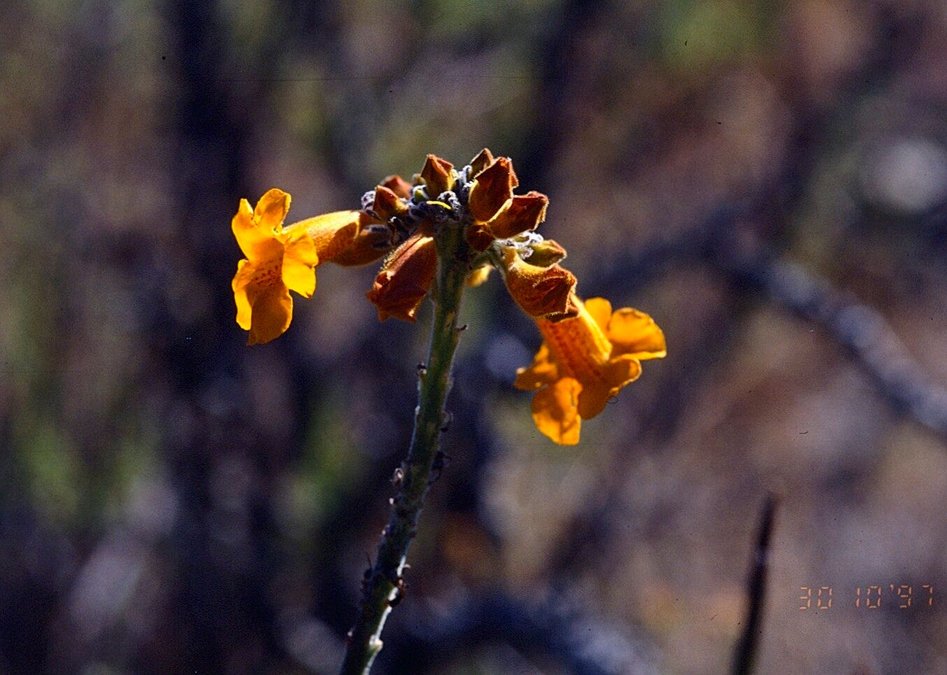 Argylia radiata flower