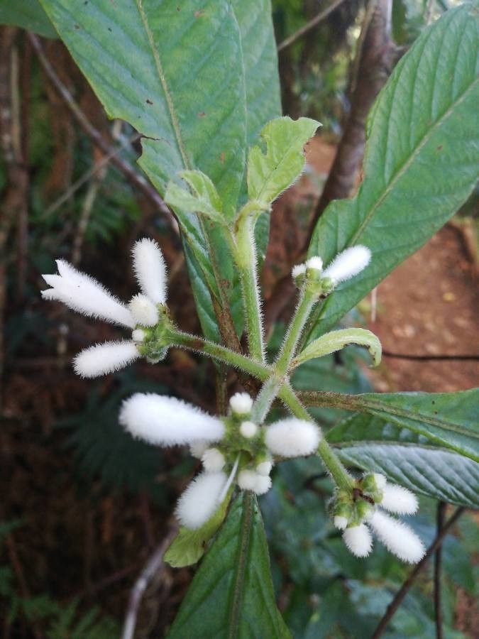 Psychotria faguetii flower