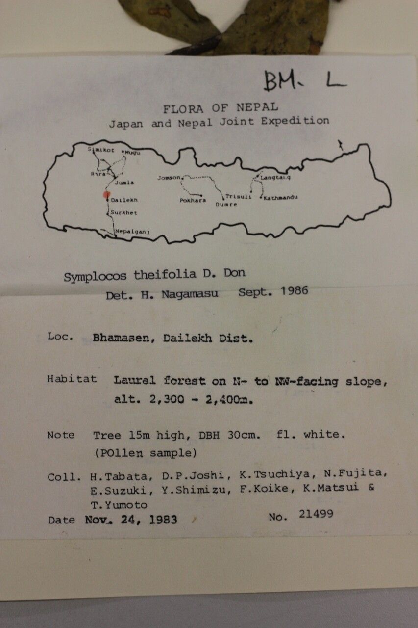 Symplocos theifolia other