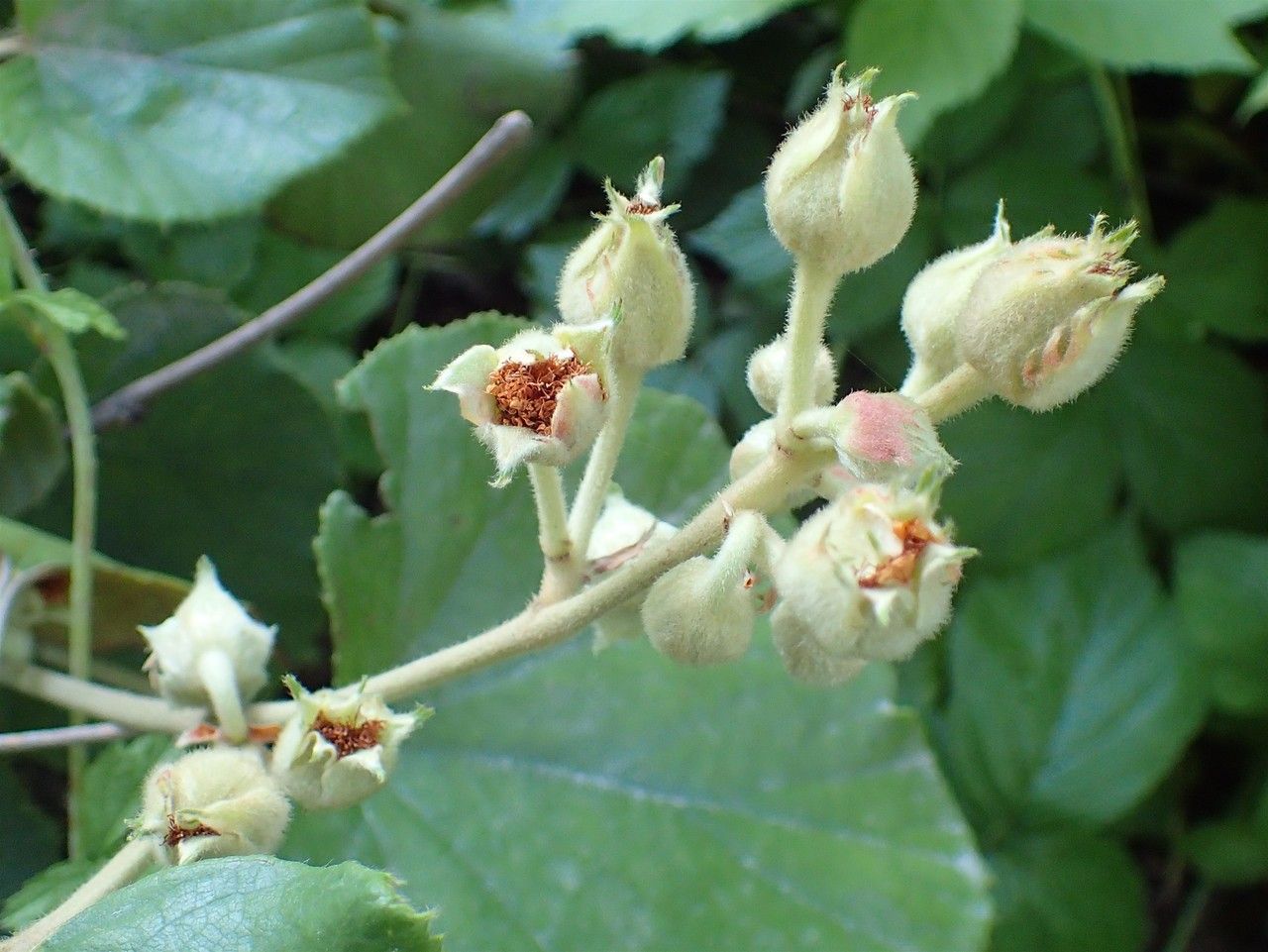 Rubus irenaeus fruit
