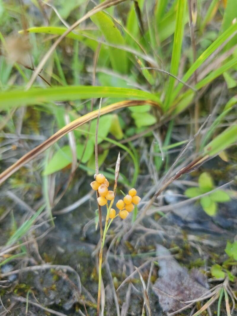 Carex aurea fruit