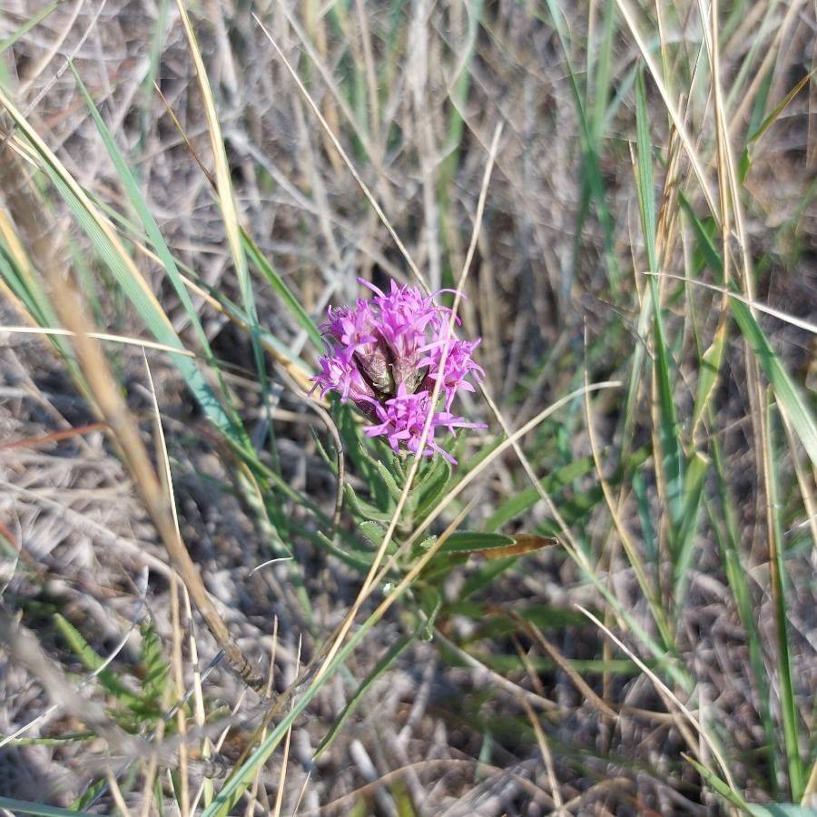Liatris cylindracea flower