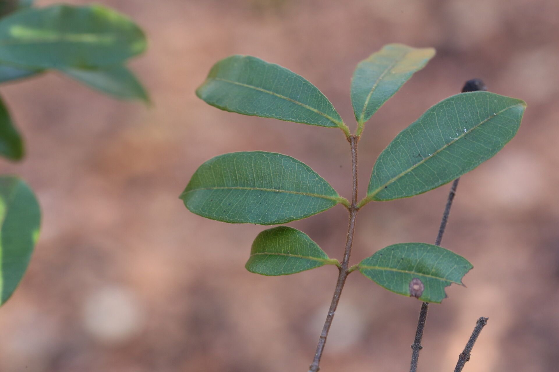 Landolphia parvifolia leaf