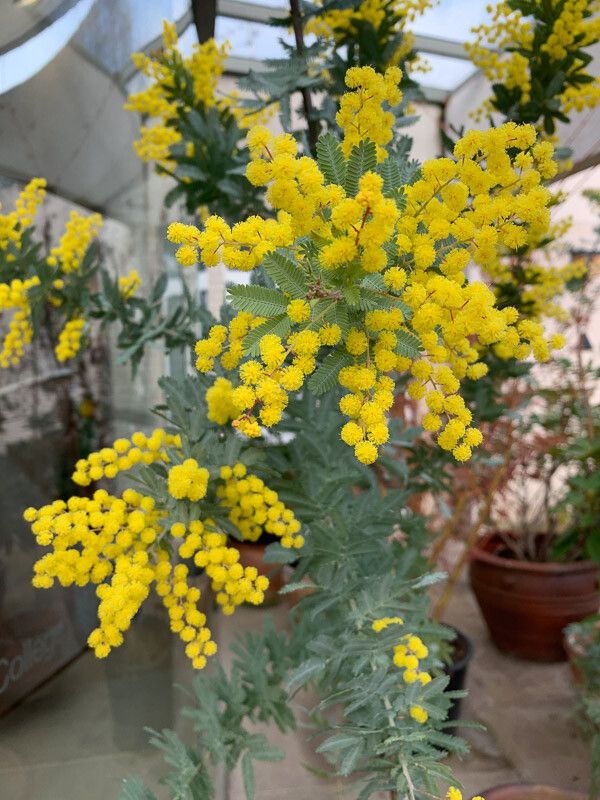Acacia baileyana flower