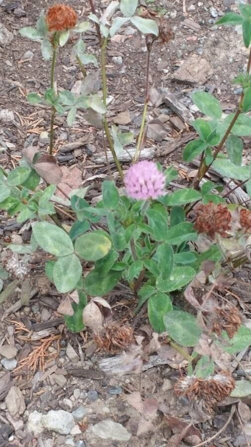 Monardella villosa leaf
