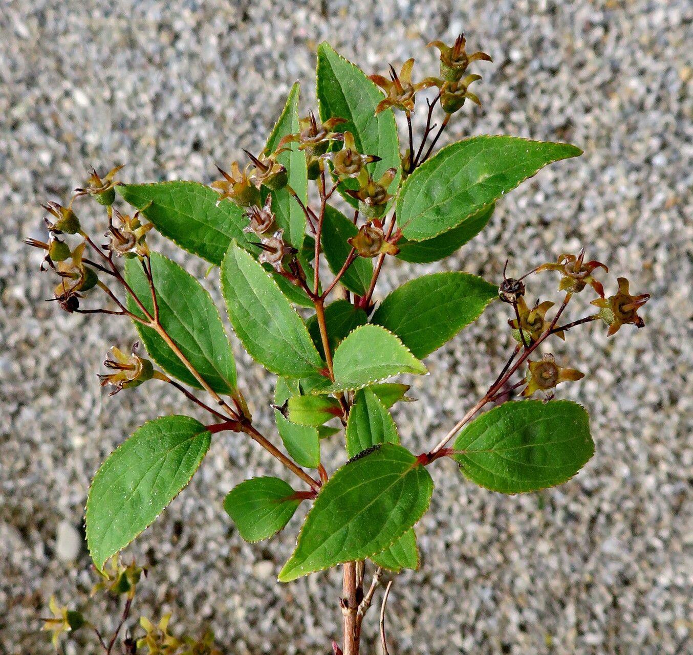Deutzia schneideriana flower