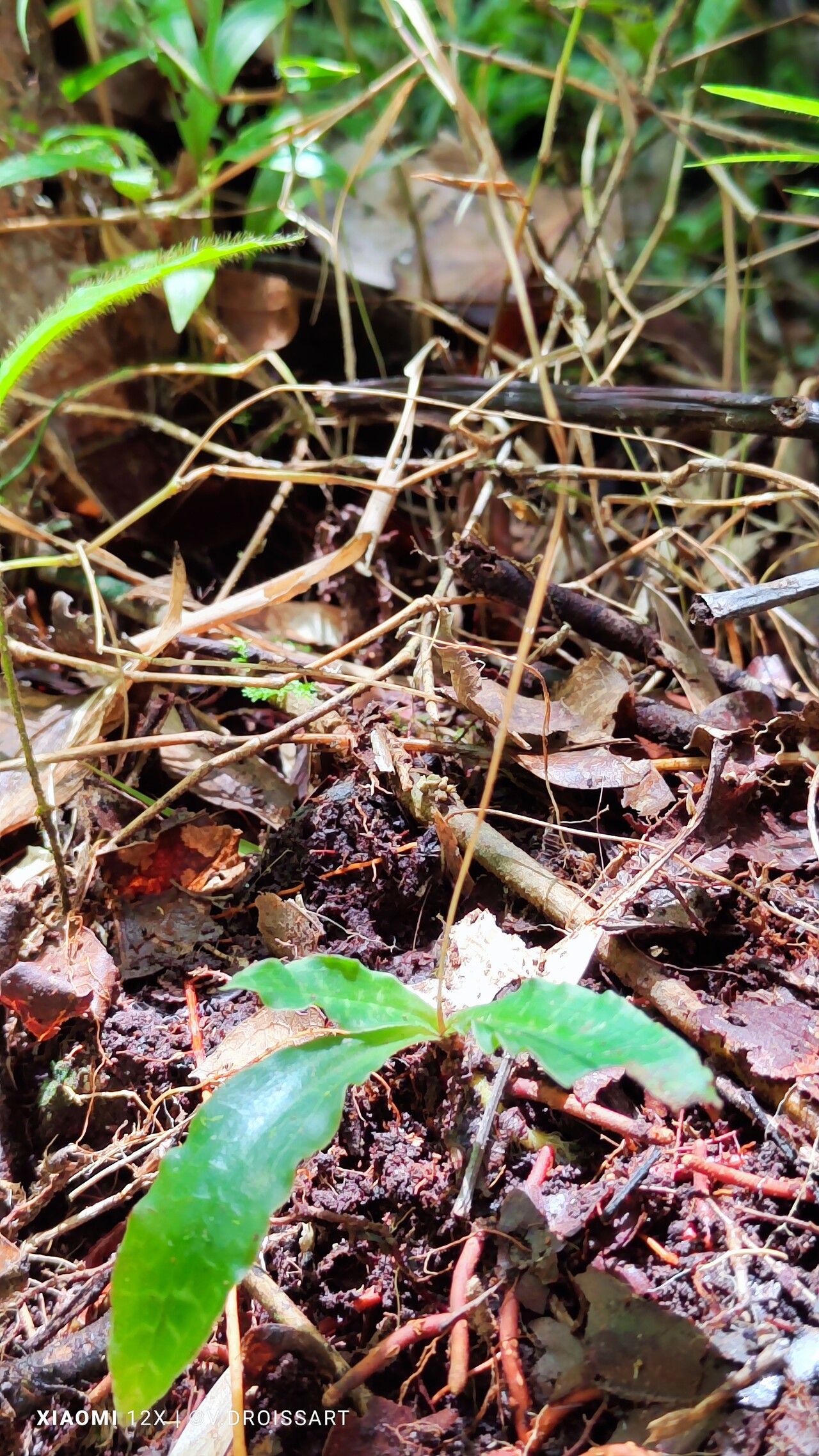 Cynorkis schlechteri habit