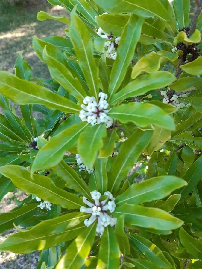Pittosporum brevispinum — search result for 'Pittosporaceae'