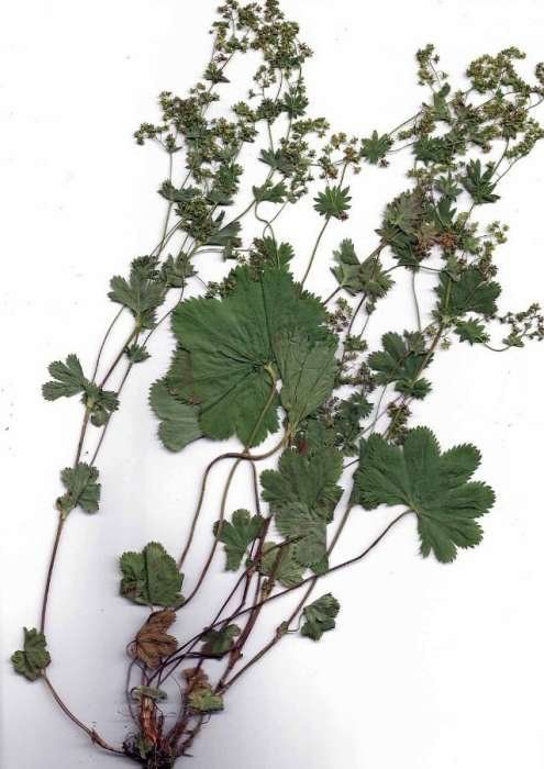 Alchemilla incisa — search result for 'Alchemilla'