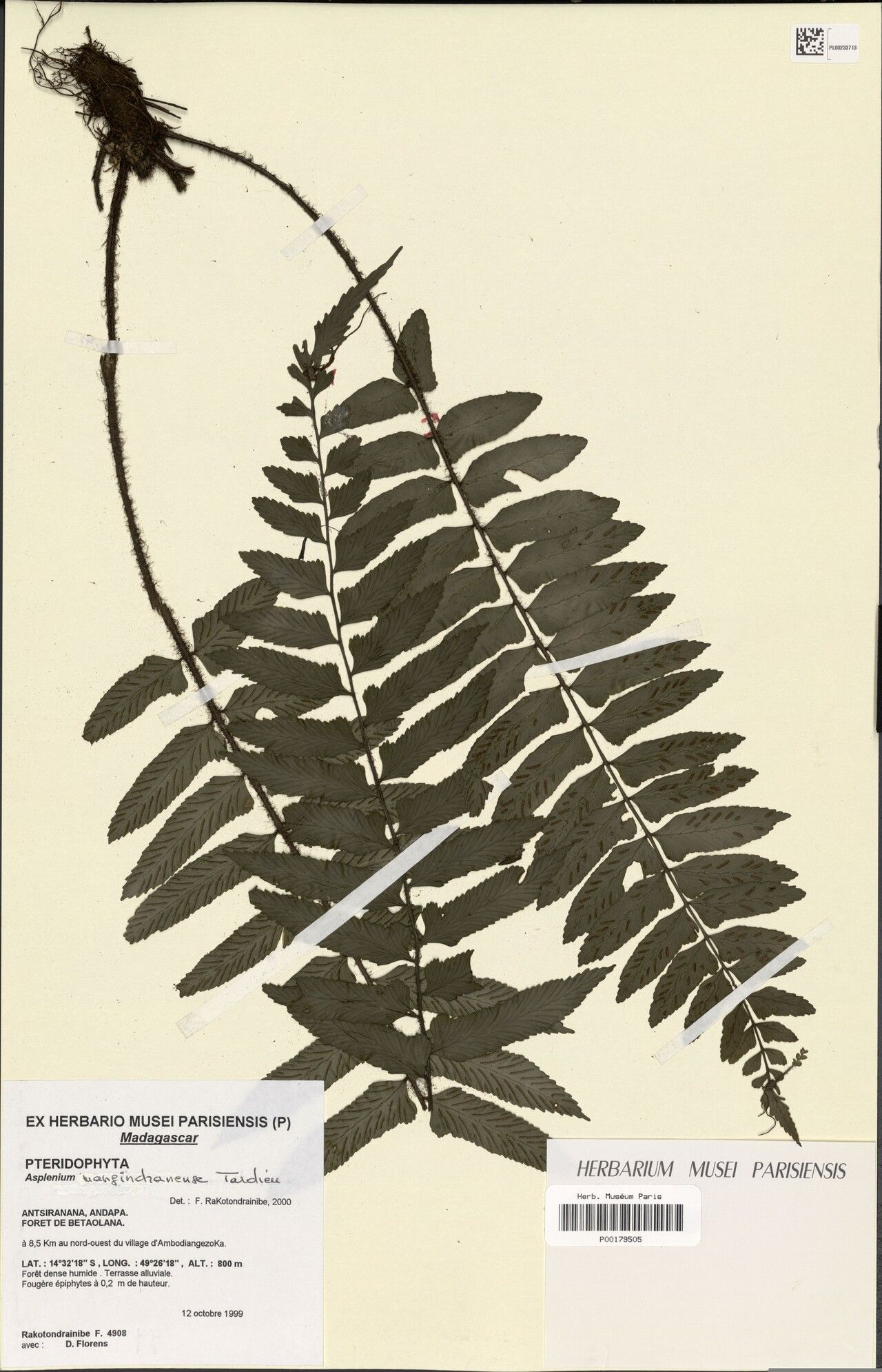 Asplenium andapense — houseplant care guide