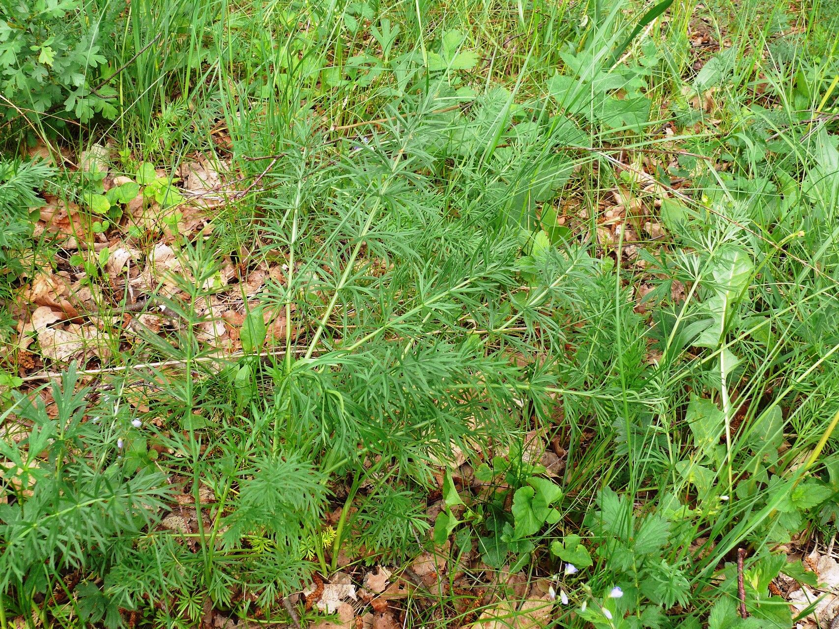 Peucedanum carvifolia habit
