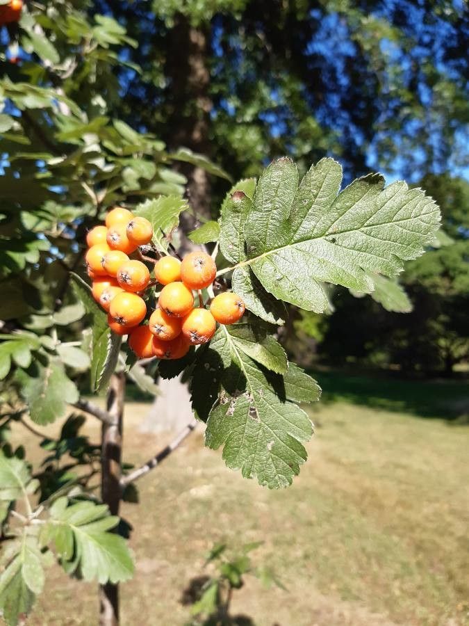 Sorbus hybrida fruit