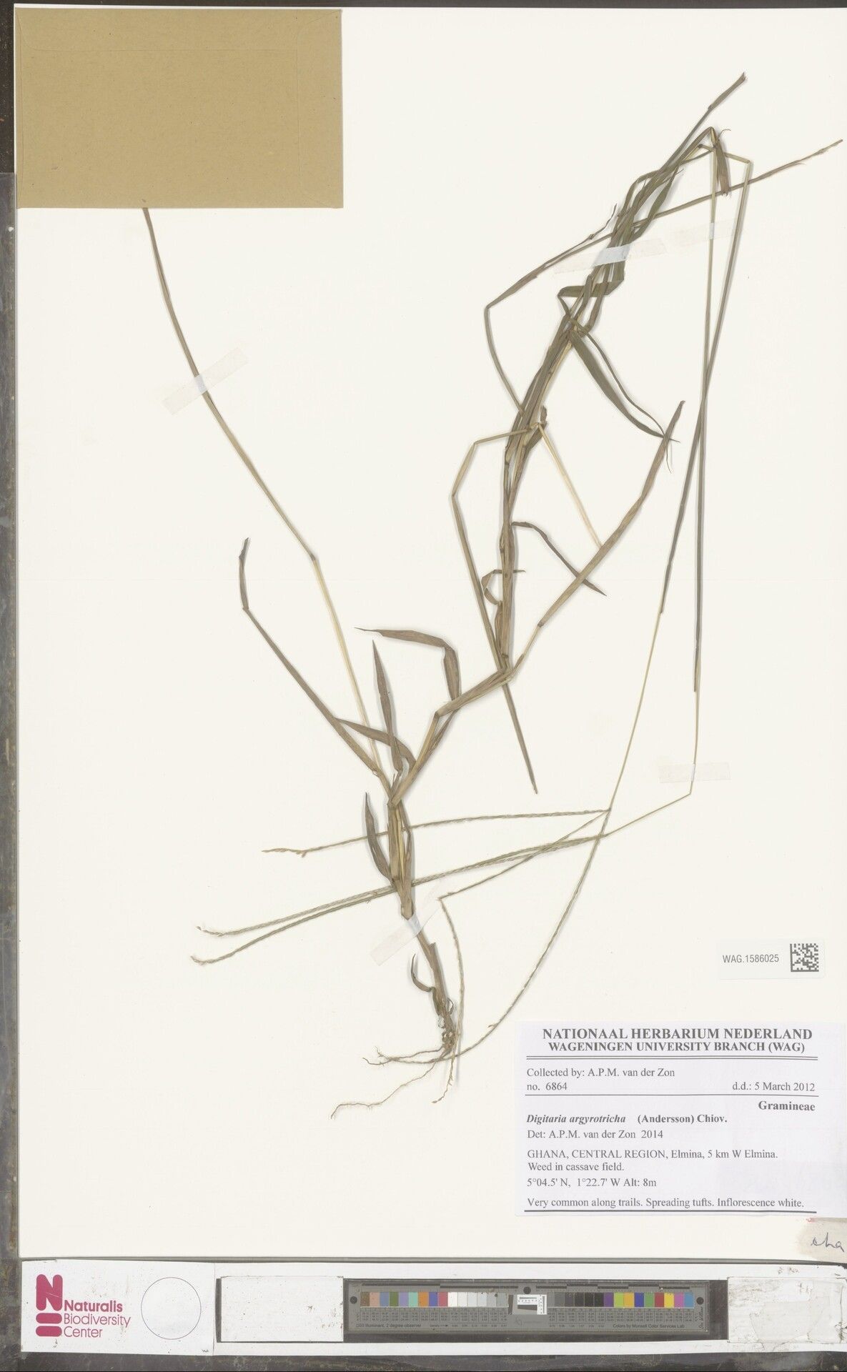 Digitaria argyrotricha — houseplant care guide