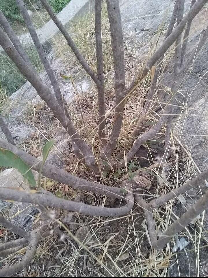 Jatropha variegata bark
