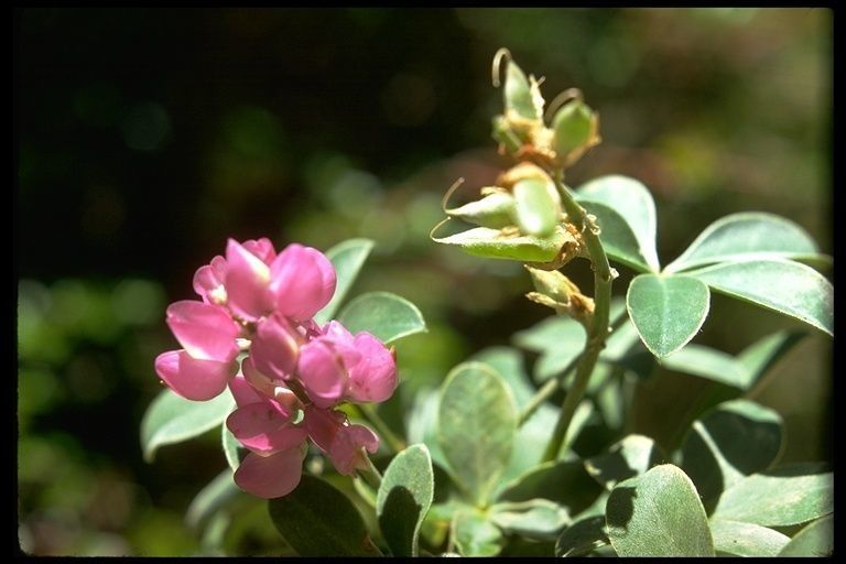 Lupinus cervinus — search result for 'Lupinus'