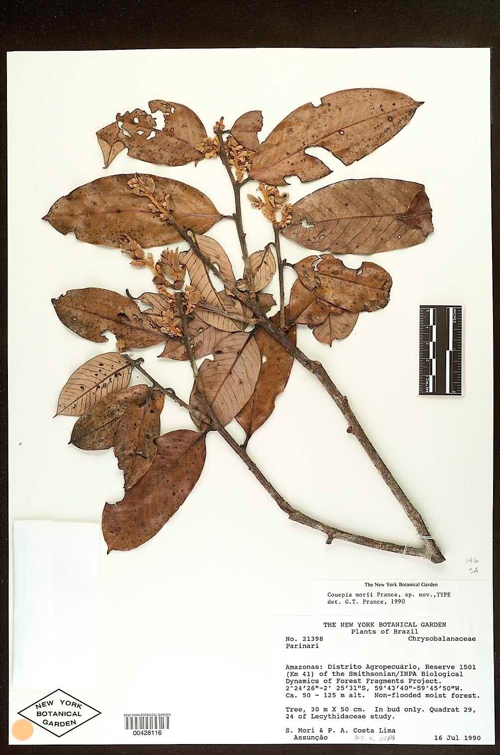 Couepia morii — houseplant care guide