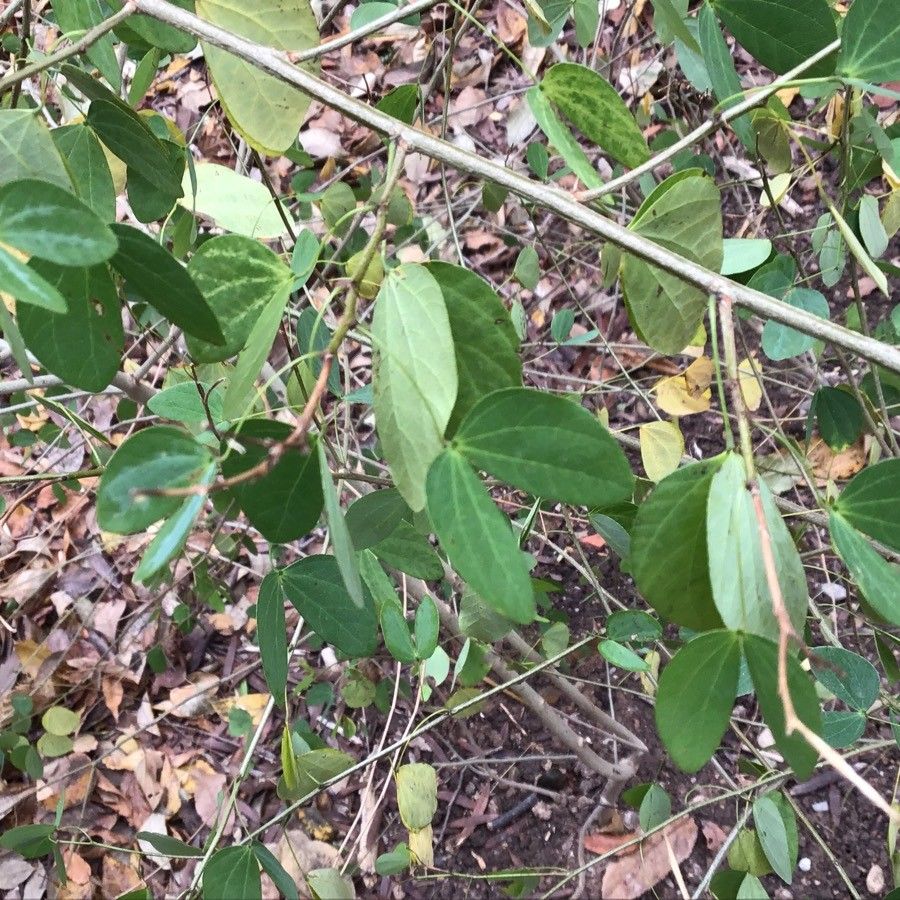 Bauhinia natalensis — search result for 'Bauhinia'