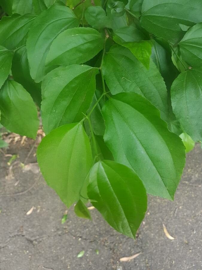 Ziziphus joazeiro leaf