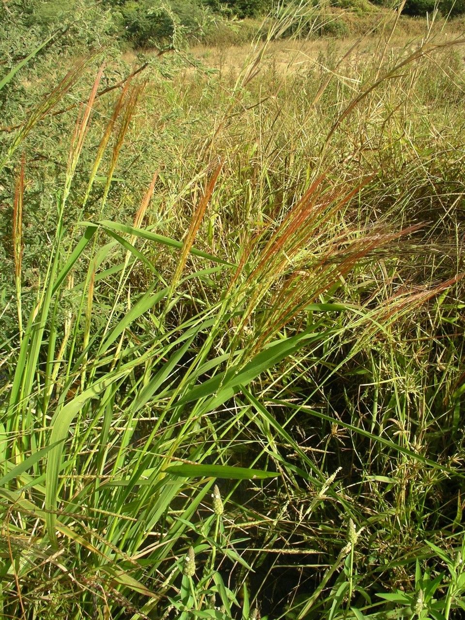Oryza barthii leaf