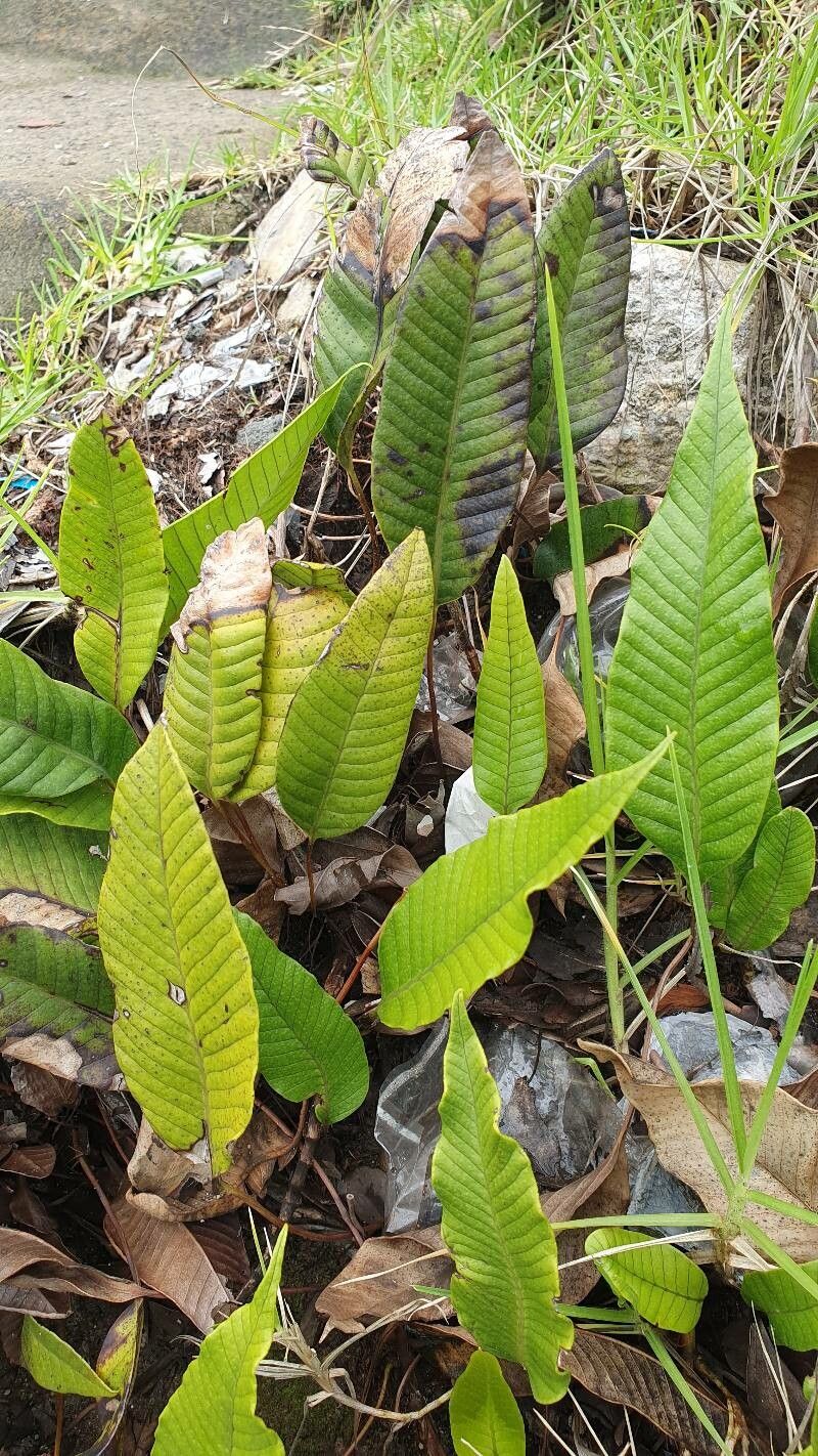 Selliguea feei — search result for 'Polypodiaceae'