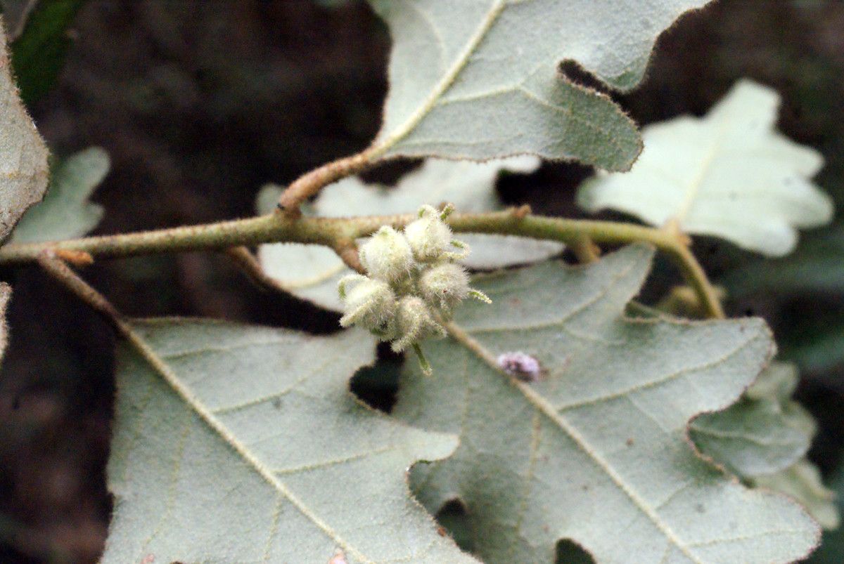 Chorilaena quercifolia other