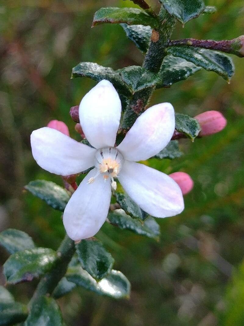 Eriostemon buxifolius flower