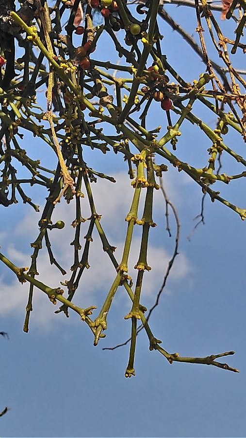 Phoradendron californicum — search result for 'Prosopis'