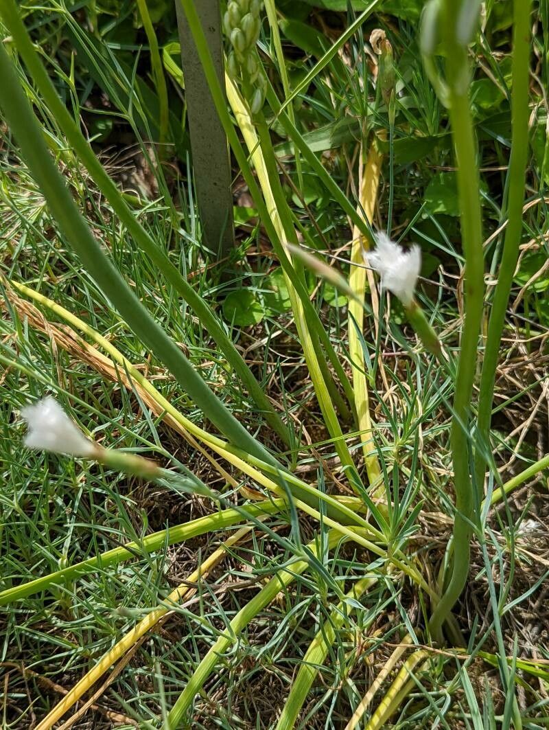 Ornithogalum pyramidale — search result for 'Ornithogalum'
