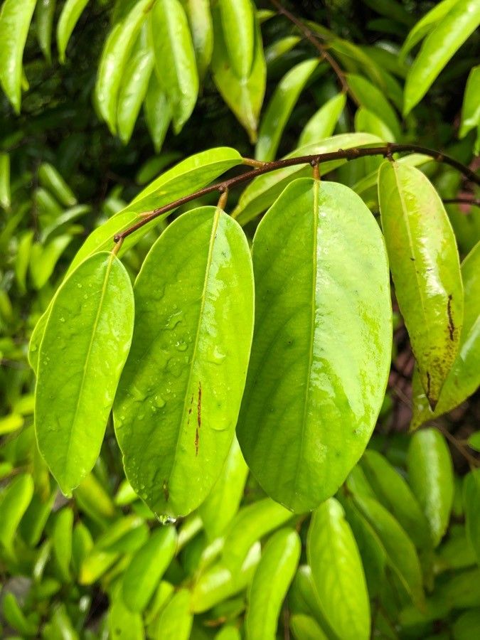 Neobalanocarpus heimii leaf