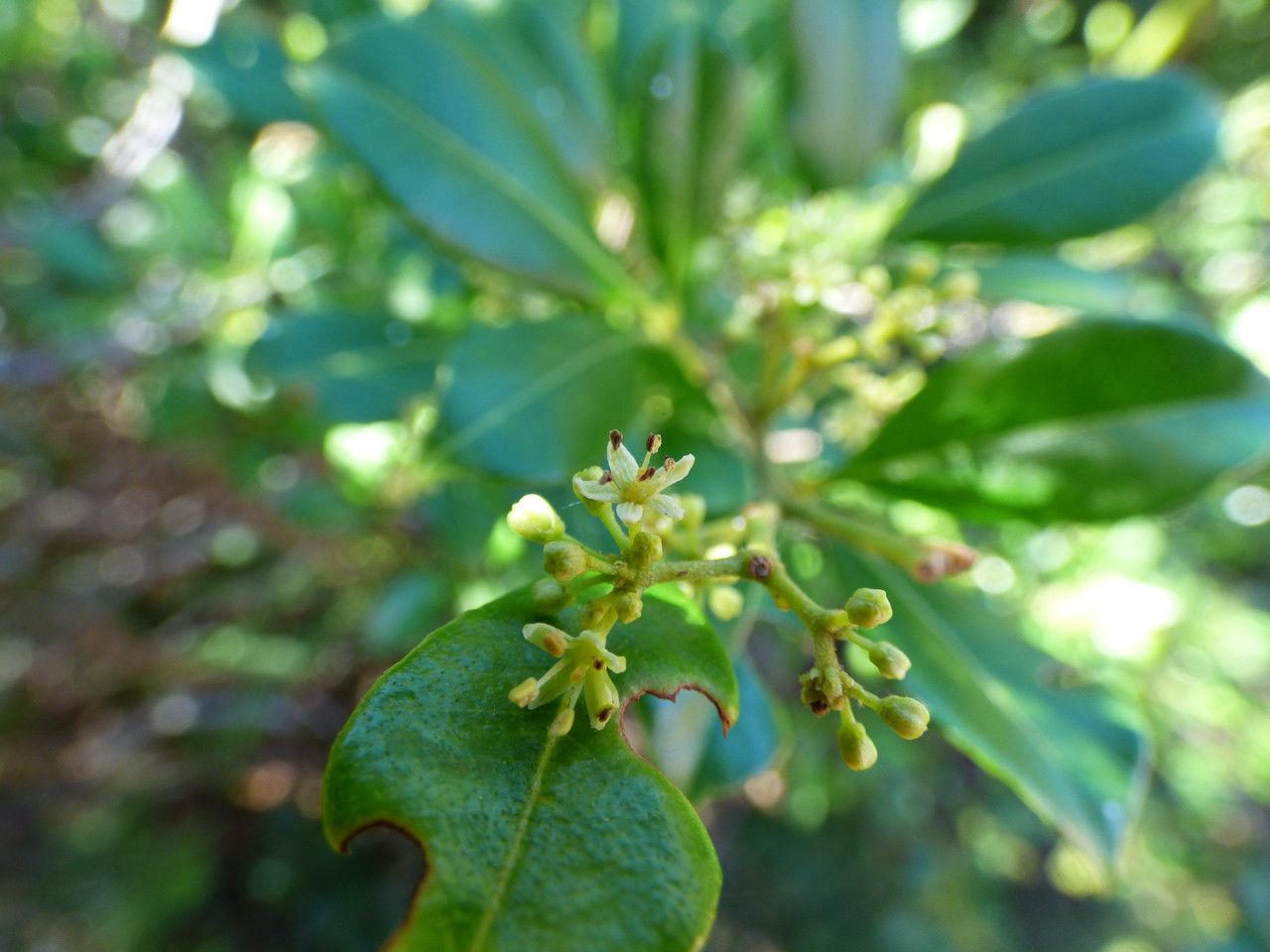 Toddalia asiatica flower