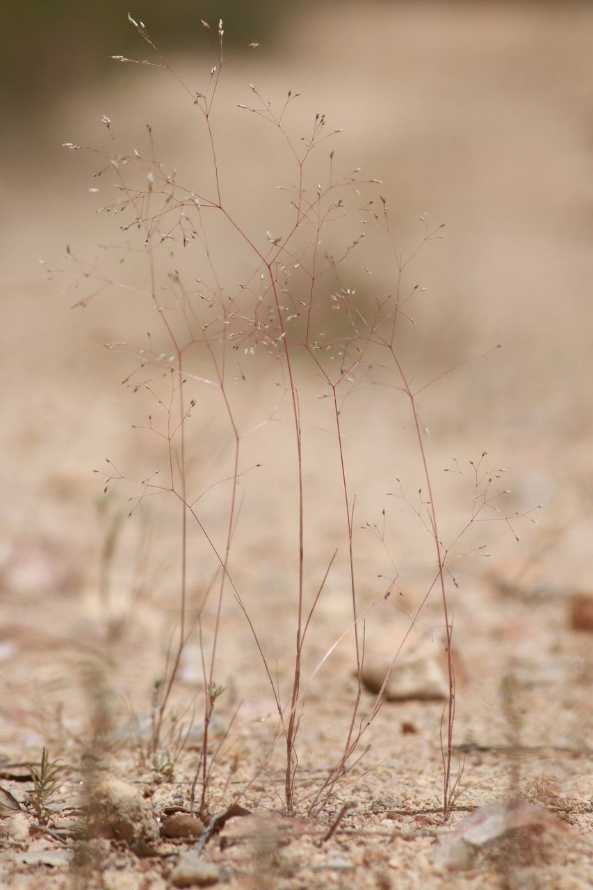 Aira provincialis habit
