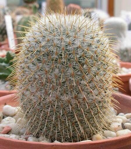 Mammillaria dixanthocentron habit